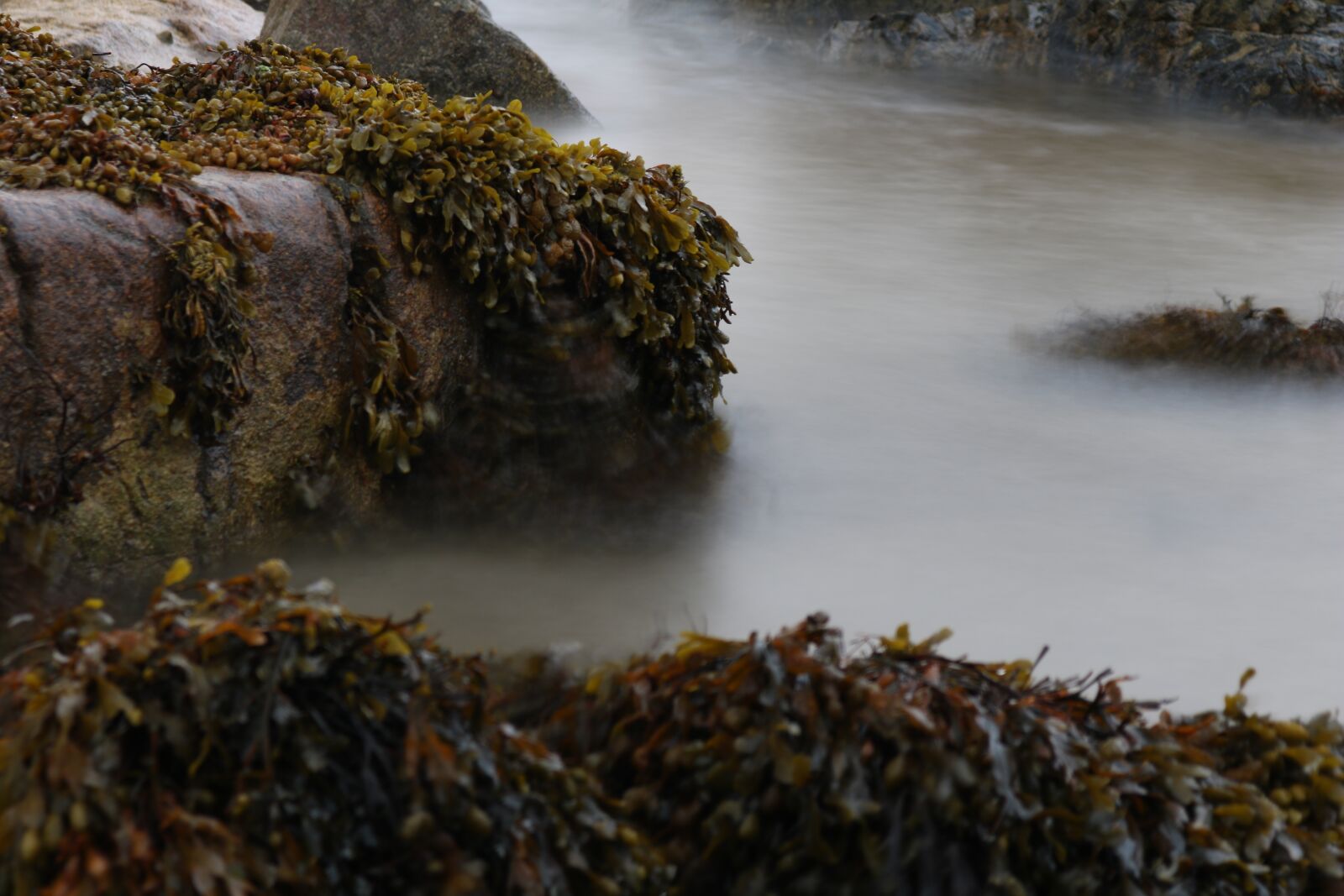 Canon EOS 750D (EOS Rebel T6i / EOS Kiss X8i) sample photo. Seaweed, rock, sea photography