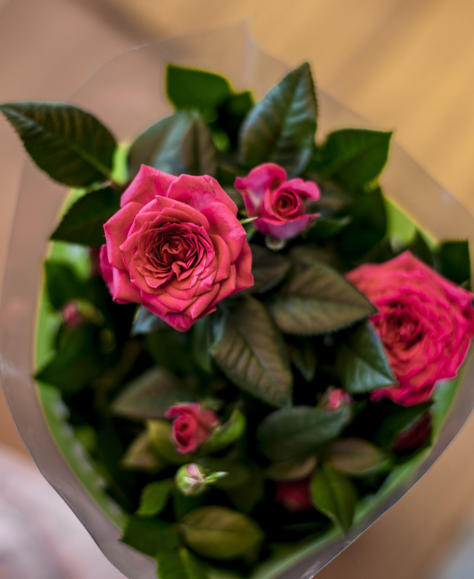 Canon EOS 6D + Canon EF 50mm F1.4 USM sample photo. Flowers, roses, pink roses photography