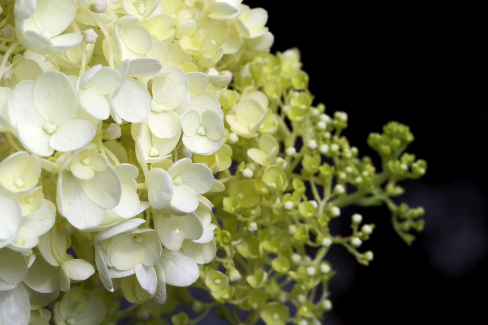 Canon EOS 7D Mark II sample photo. Hydrangea, white hydrangea, flowers photography