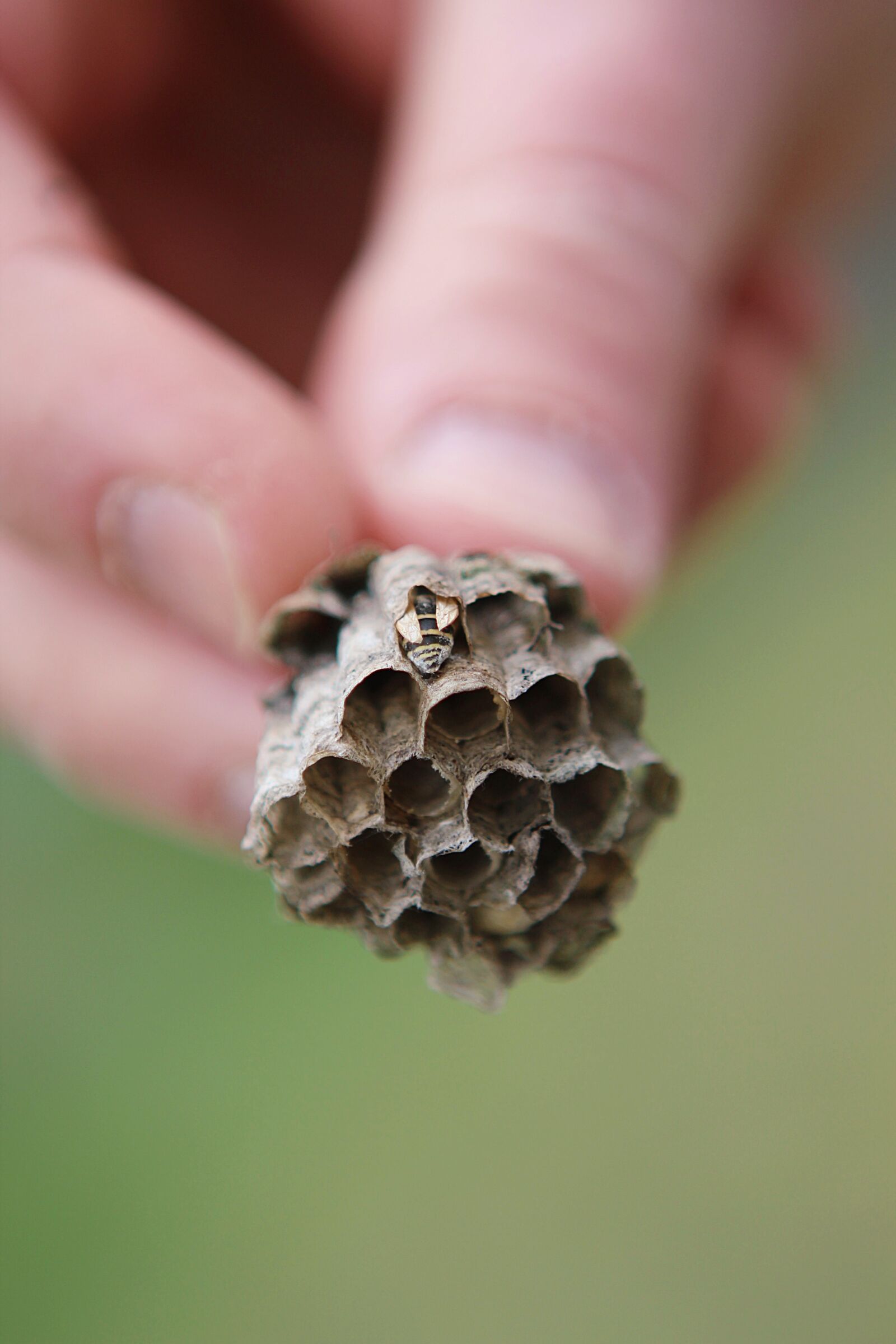 Canon EF 24-70mm F2.8L USM sample photo. Honeycomb, bee, insect photography