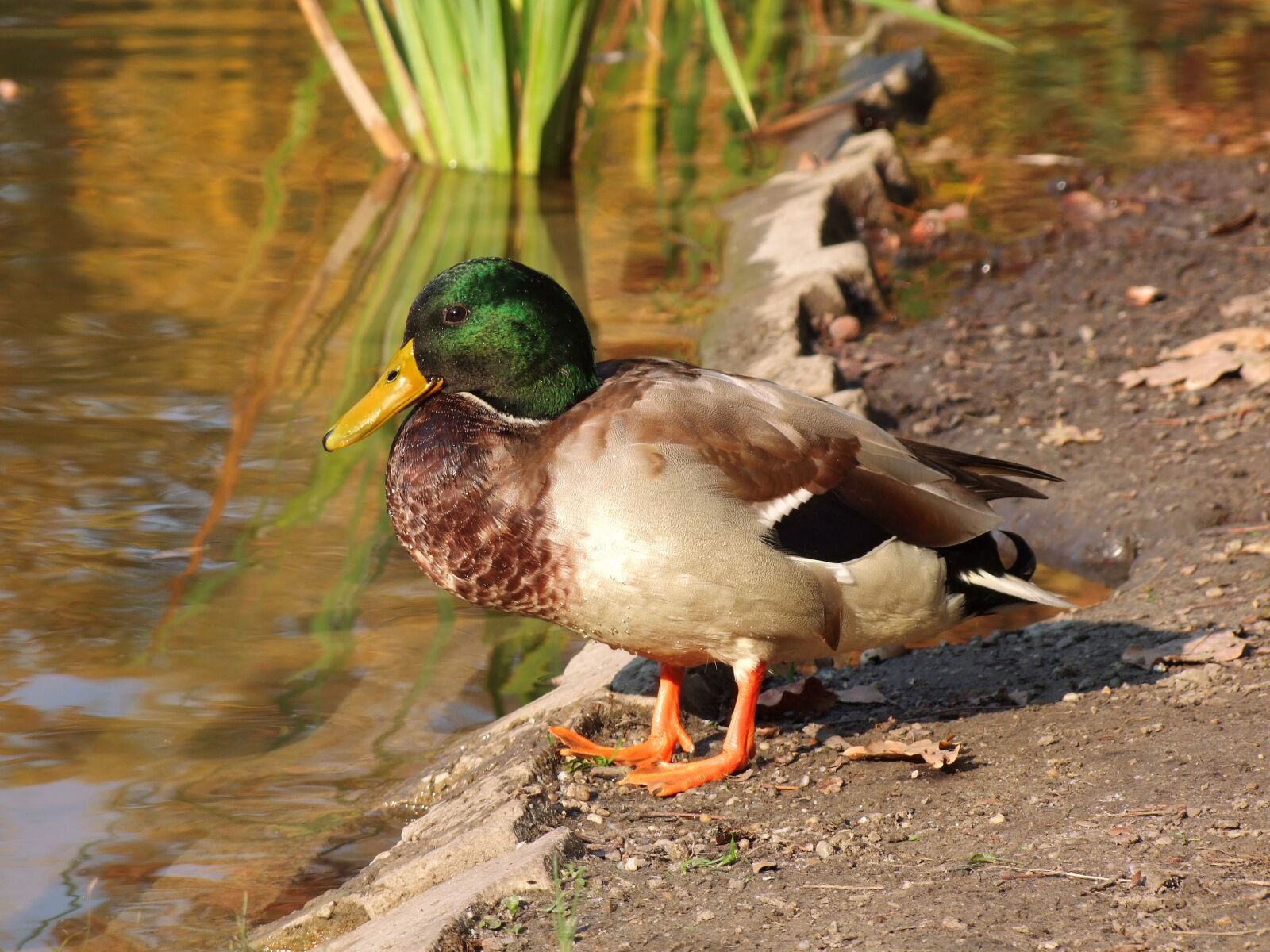 Fujifilm FinePix S100fs sample photo. Wild ducks, lakeside, color photography