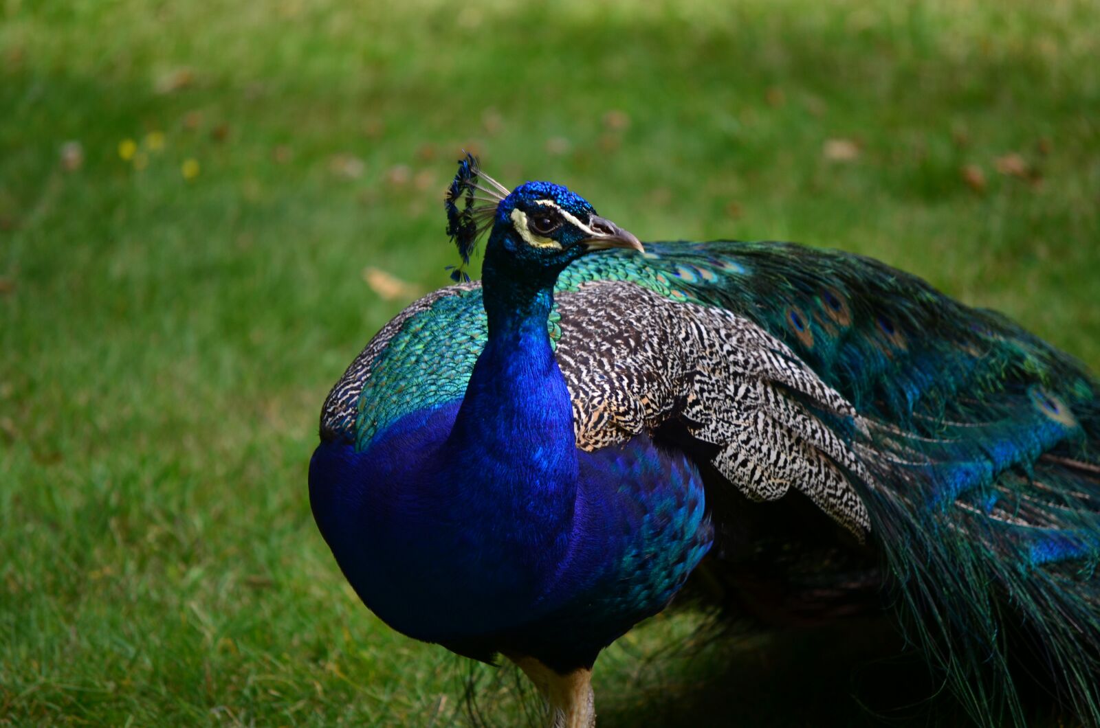 Nikon D7000 sample photo. Bird, feather, peacock photography
