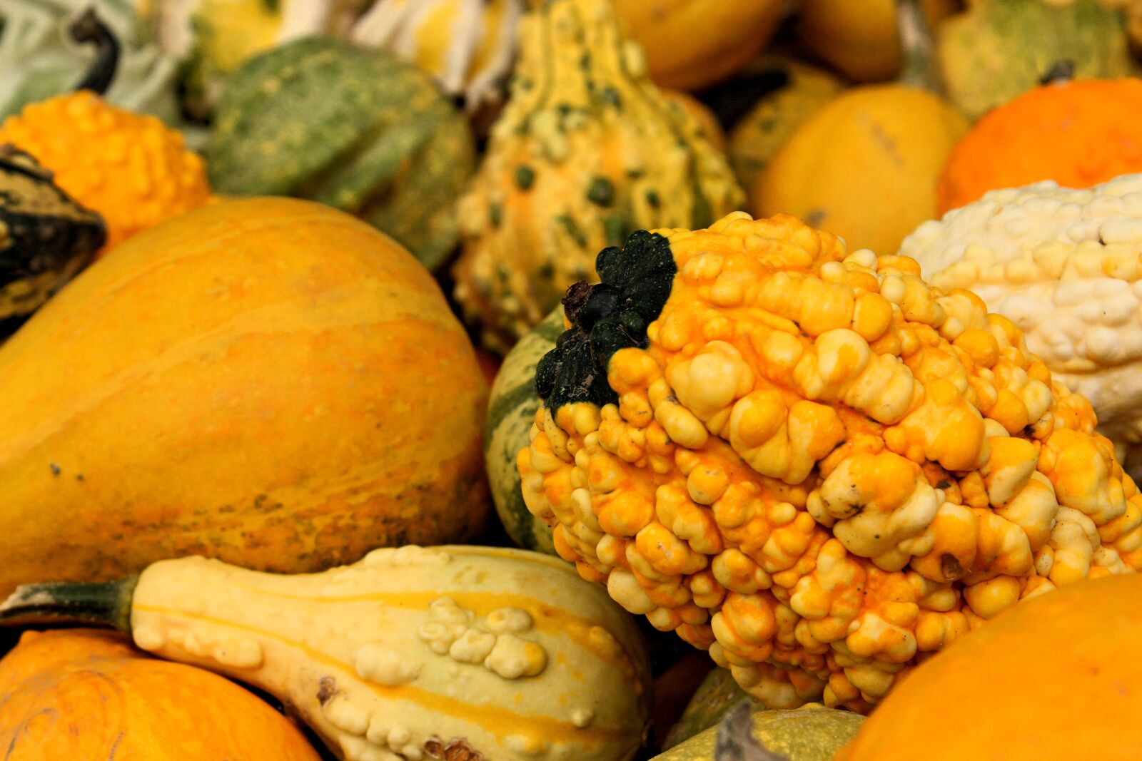 Canon EOS 600D (Rebel EOS T3i / EOS Kiss X5) sample photo. Pumpkin, autumn, nature photography