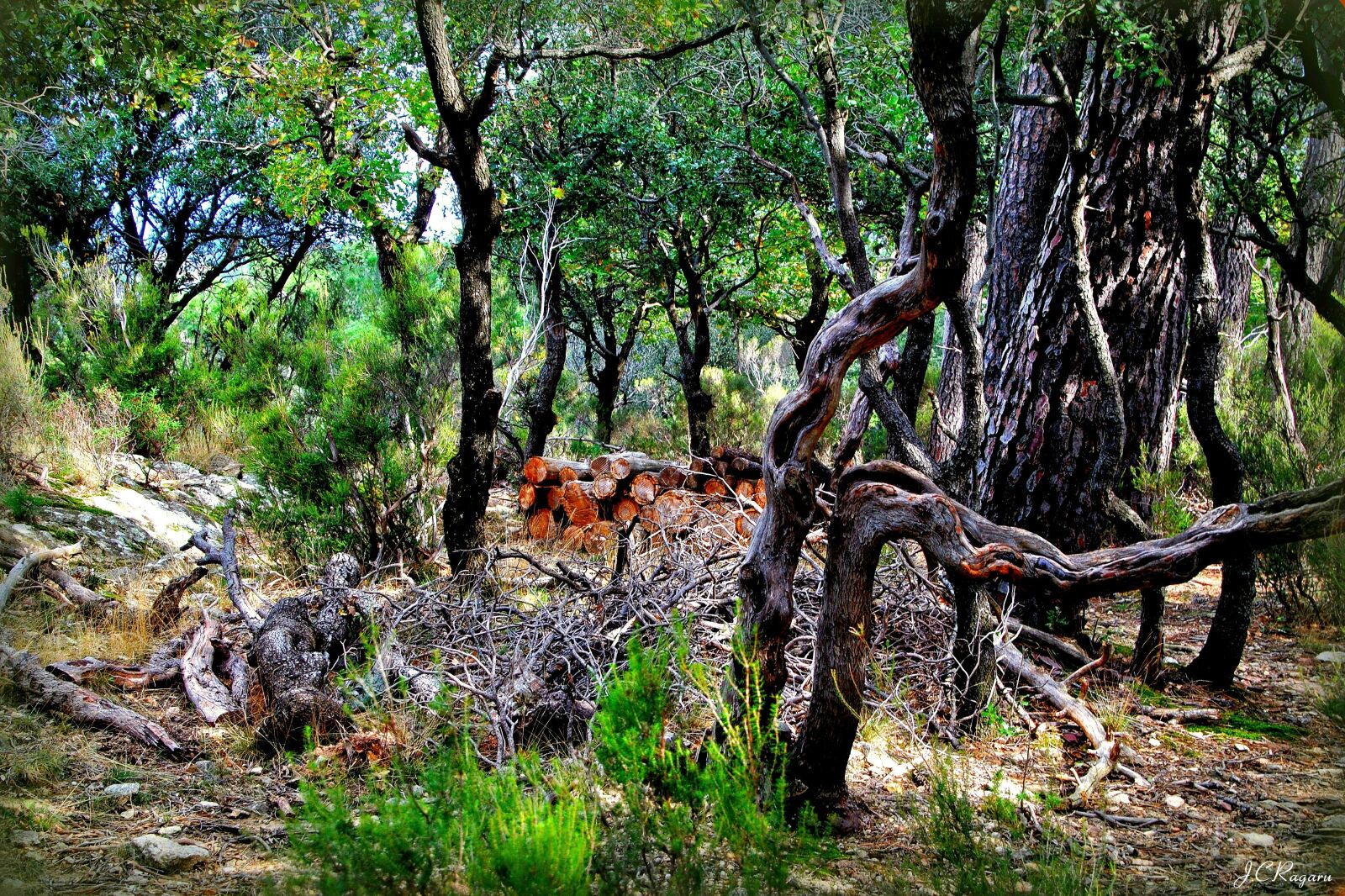 Nikon D3000 sample photo. Wood, trees, fall photography