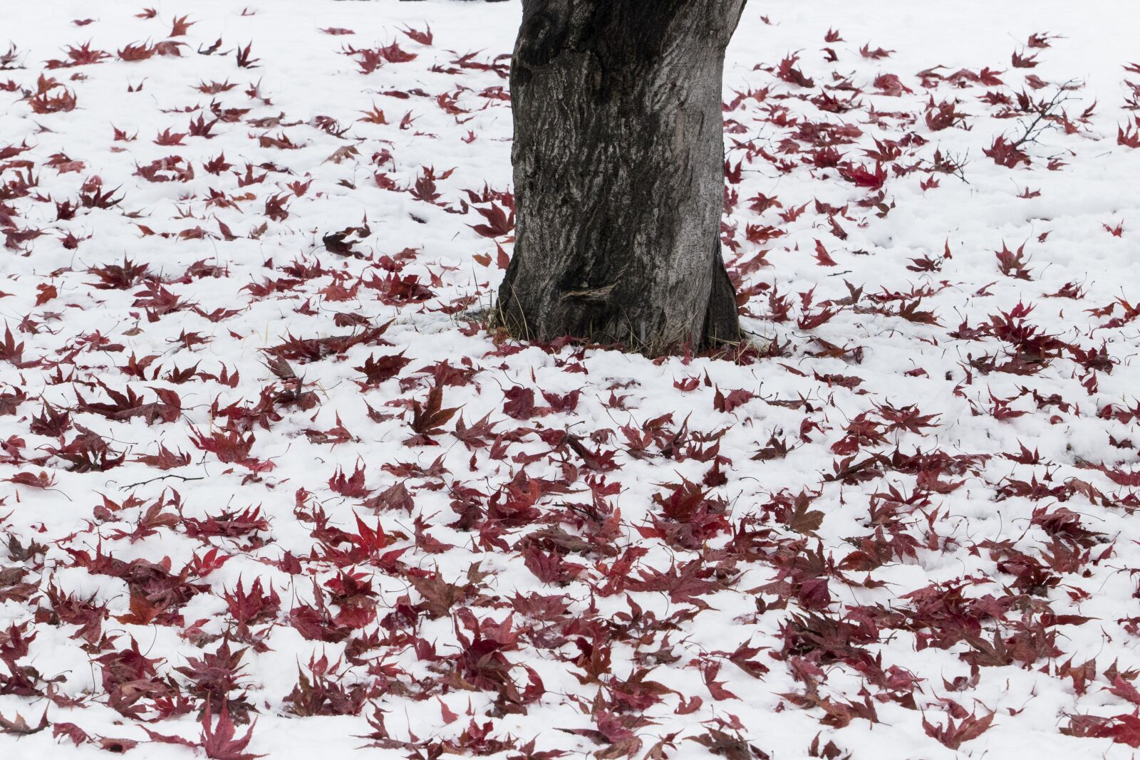 Canon EF 70-200mm F2.8L USM sample photo. Snow, wood, winter photography