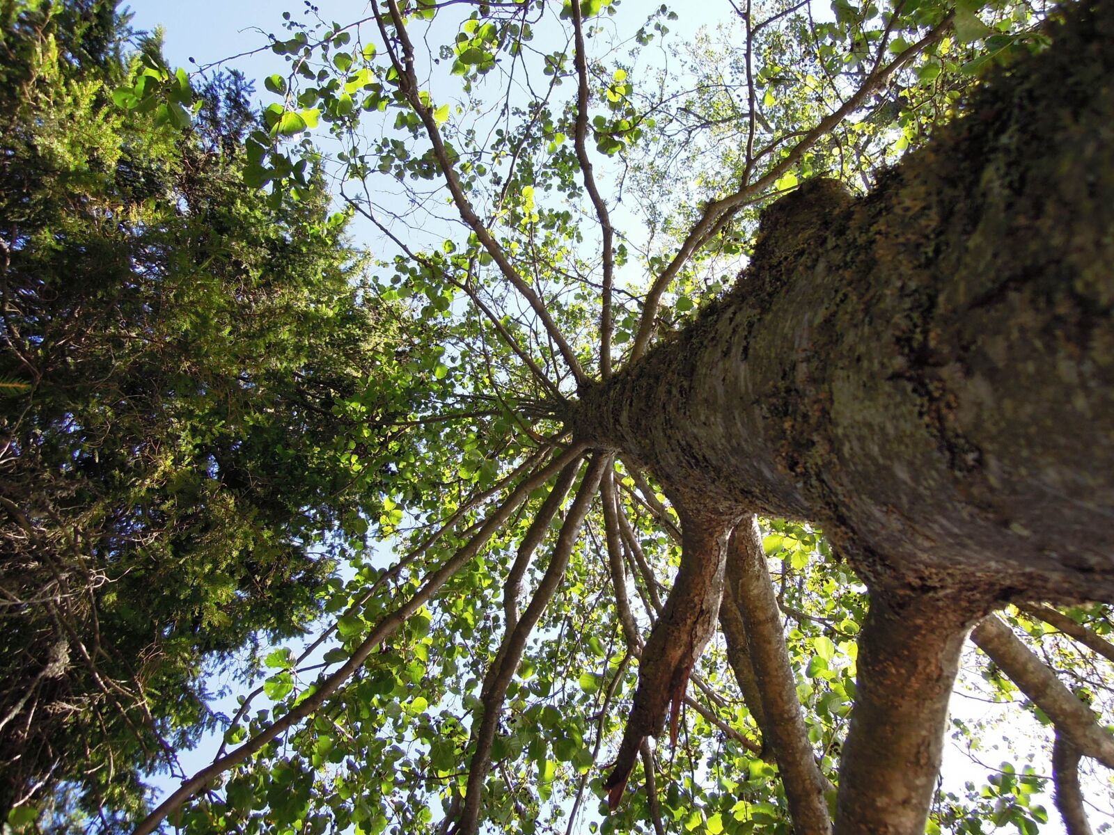 Nikon Coolpix P300 sample photo. Tree, sky, nature photography
