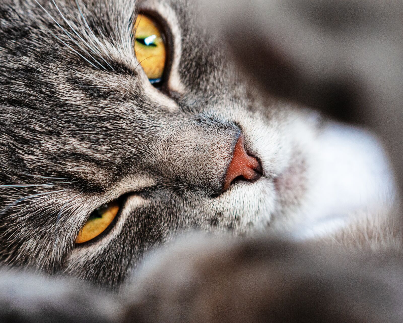 Nikon D300S sample photo. Cat, close up, macro photography