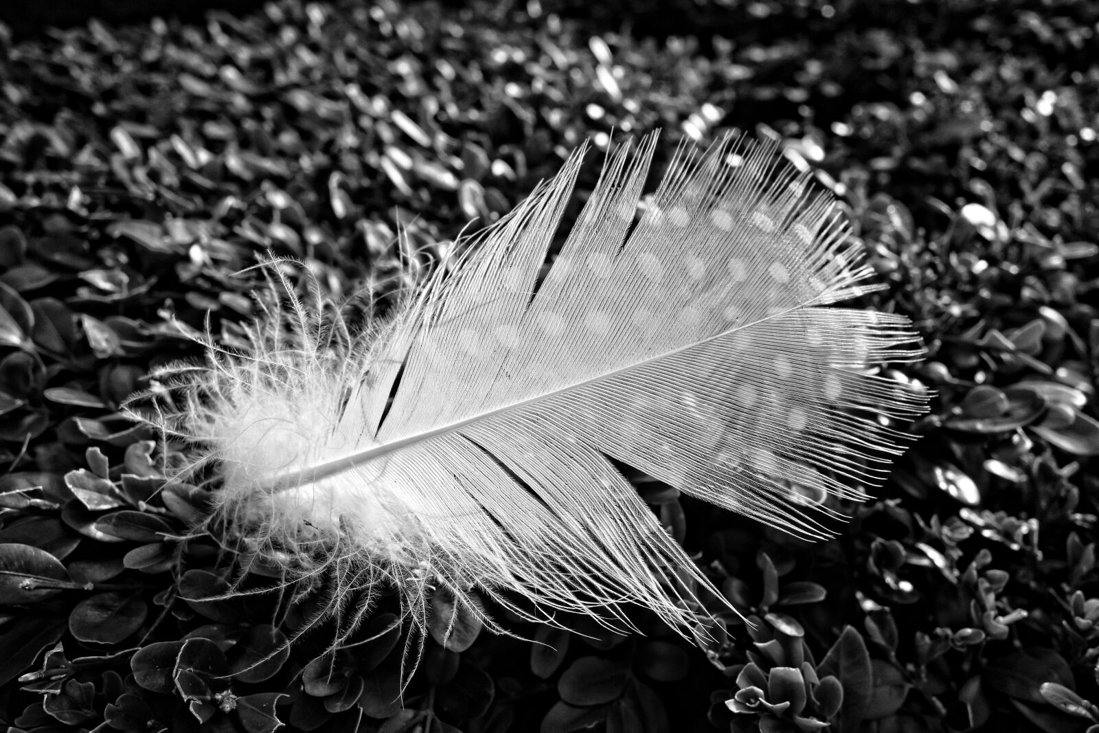 Sony Cyber-shot DSC-RX100 sample photo. Feather, down, bird photography