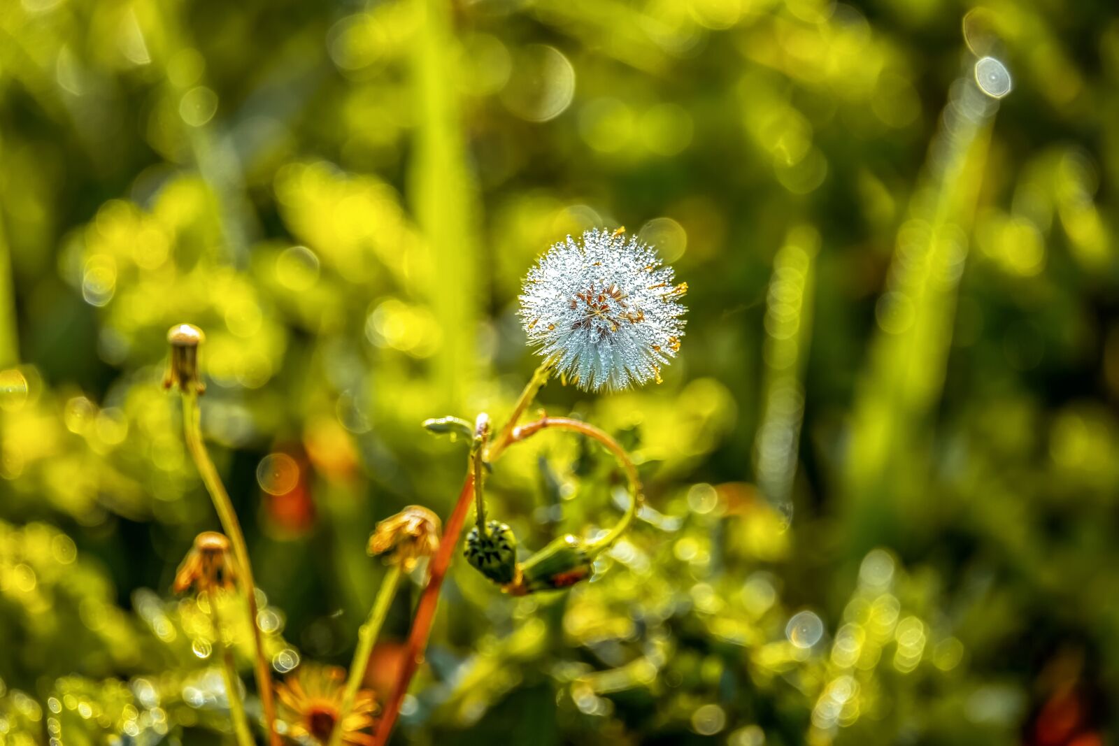 Fujifilm XF 55-200mm F3.5-4.8 R LM OIS sample photo. Meadow, dandelion, wild flower photography