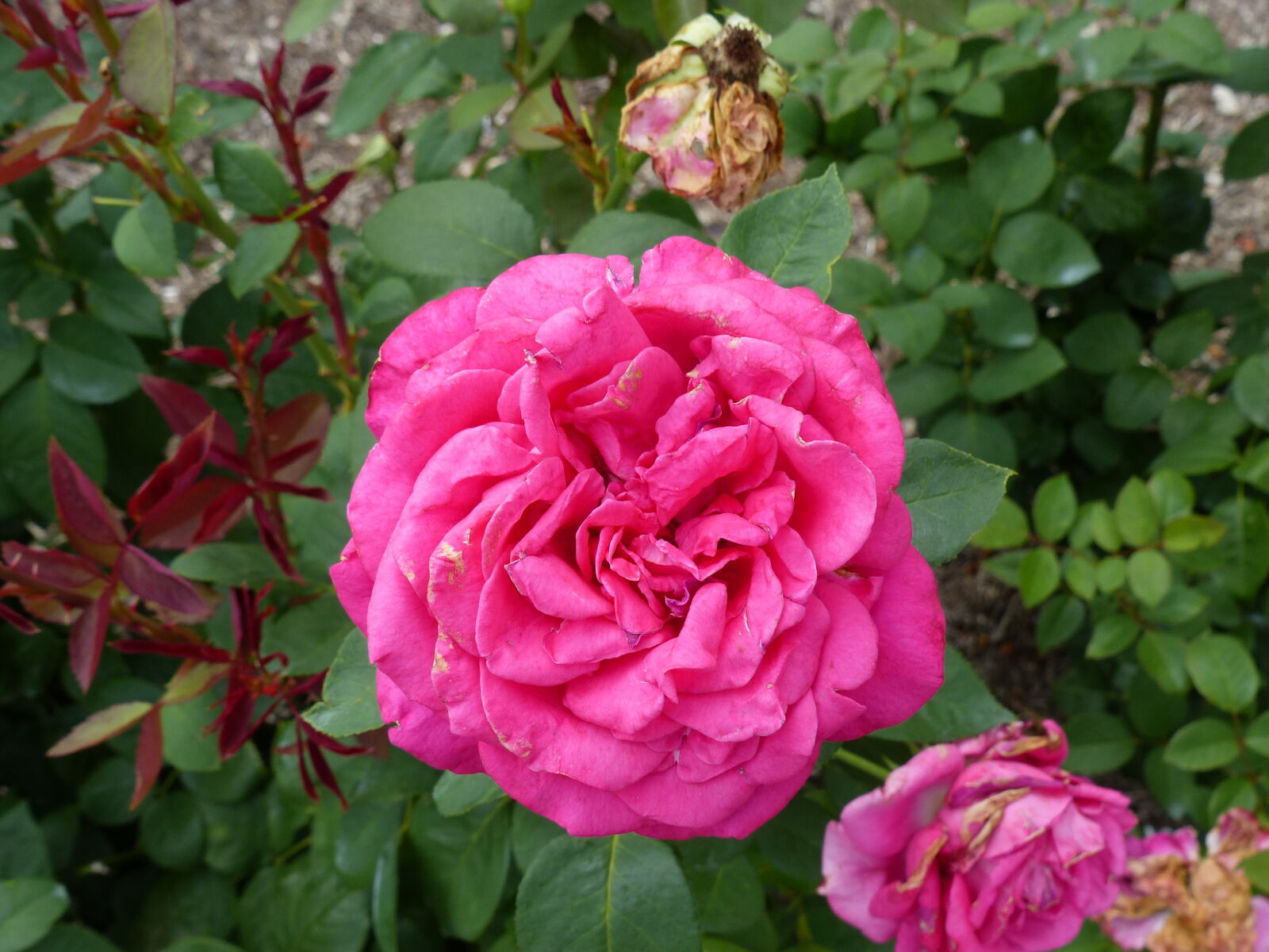 Panasonic Lumix DMC-FZ200 sample photo. Flower, garden, green, leaves photography