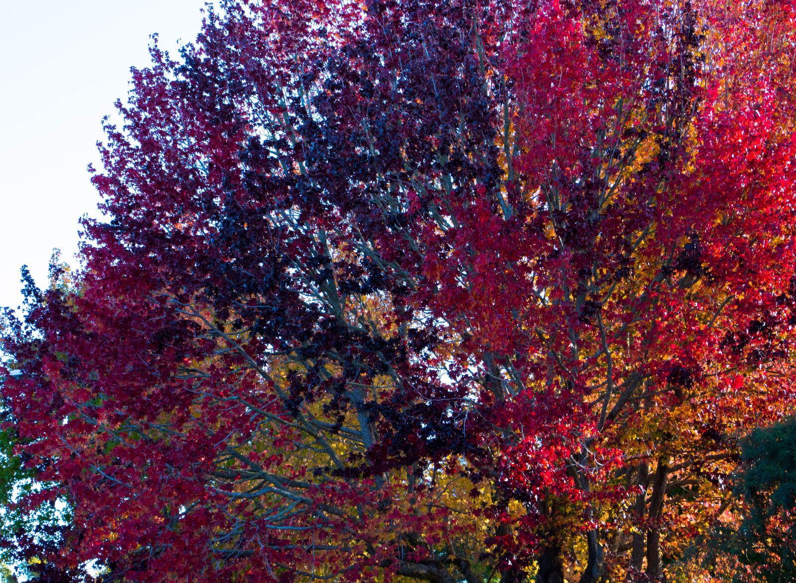 Canon EOS 760D (EOS Rebel T6s / EOS 8000D) + Canon EF-S 18-135mm F3.5-5.6 IS STM sample photo. Autumn, fall, leaves photography