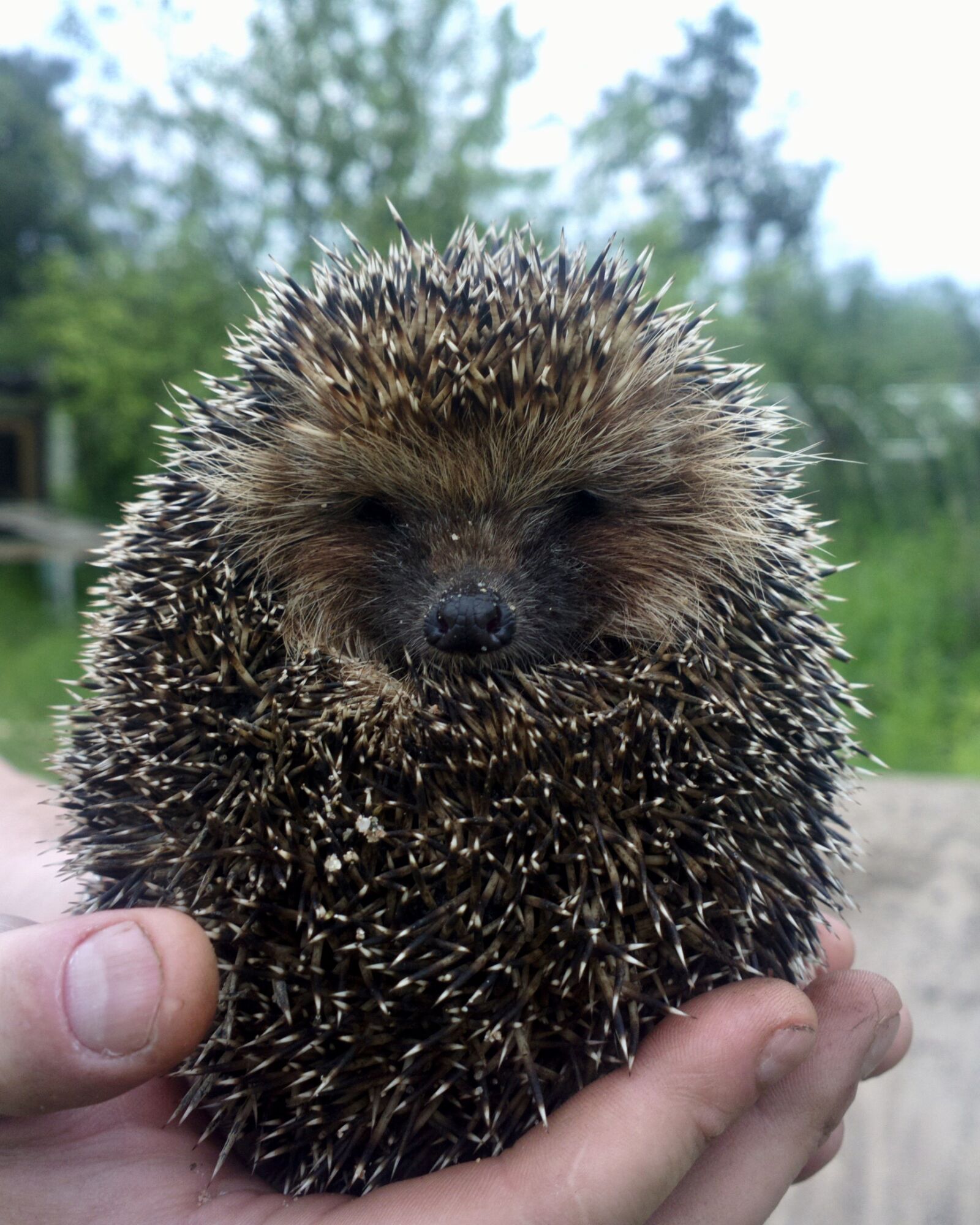 Nokia 808 PureView sample photo. Hedgehog, hand, closeup photography