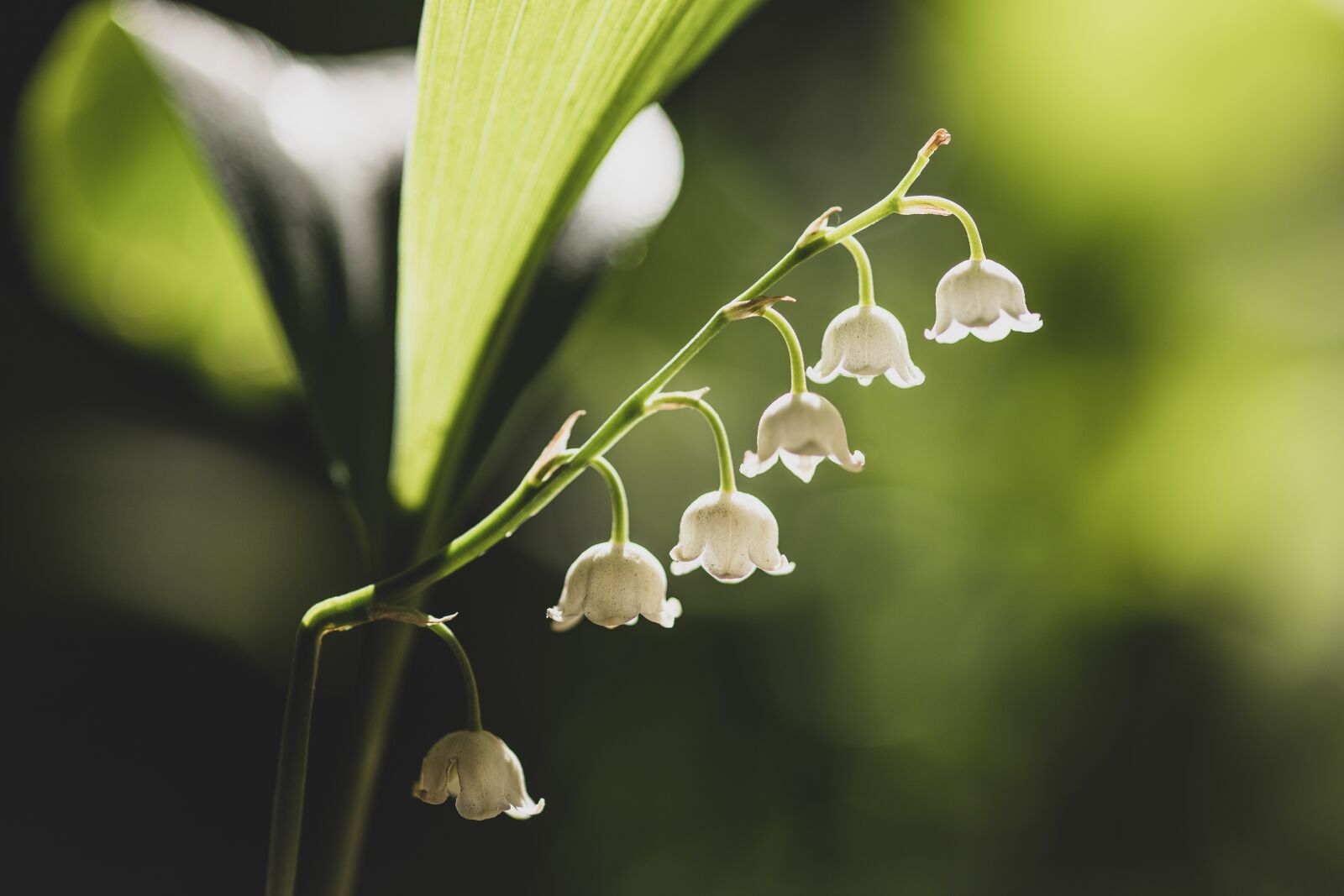 Canon EOS 6D Mark II sample photo. Lily of the valley photography