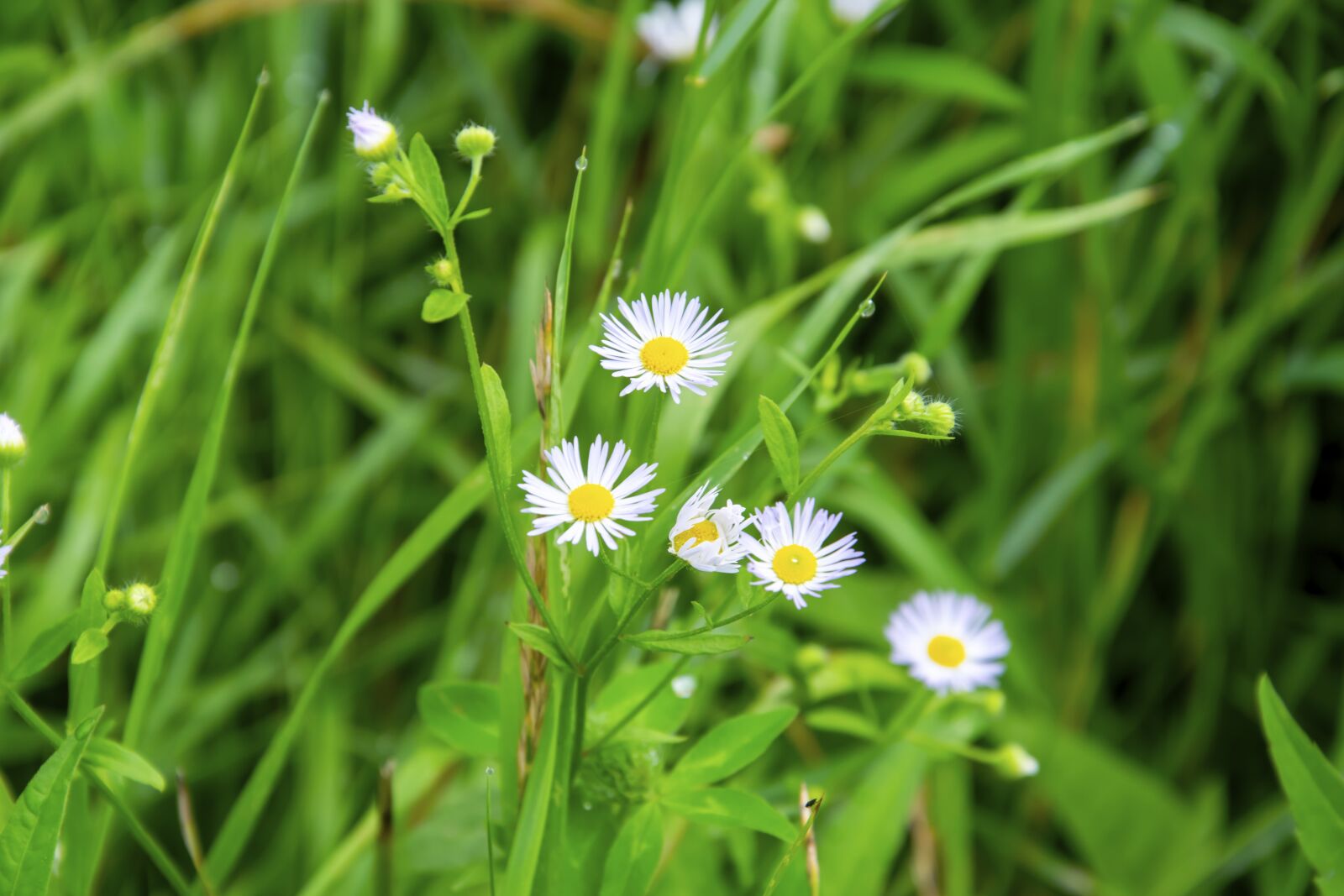 Nikon D5300 sample photo. Daisy, flower, floral photography