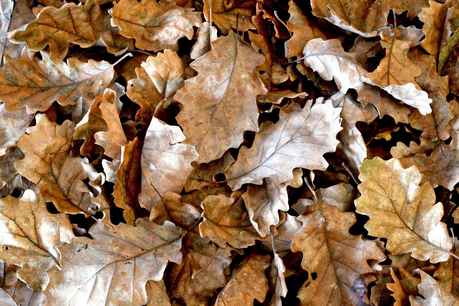 Nikon D7500 sample photo. Autumn, leaves, oak photography