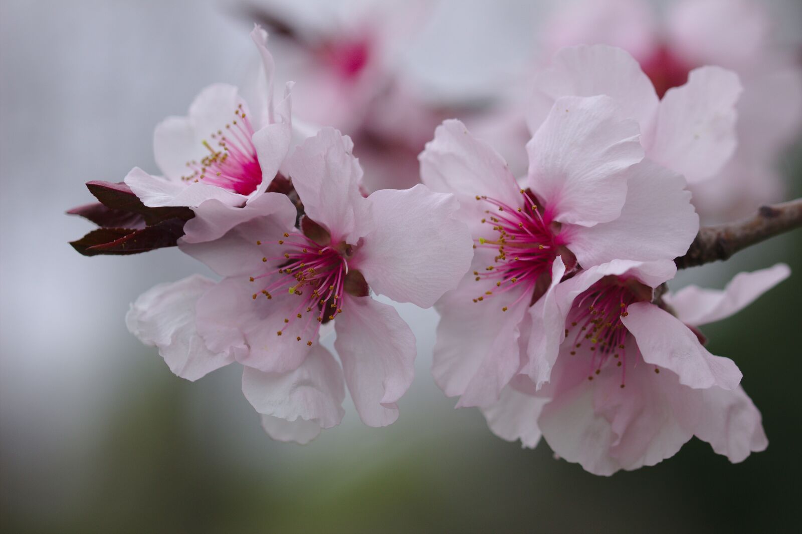 Canon EOS 600D (Rebel EOS T3i / EOS Kiss X5) sample photo. Cherry, flower, pink photography