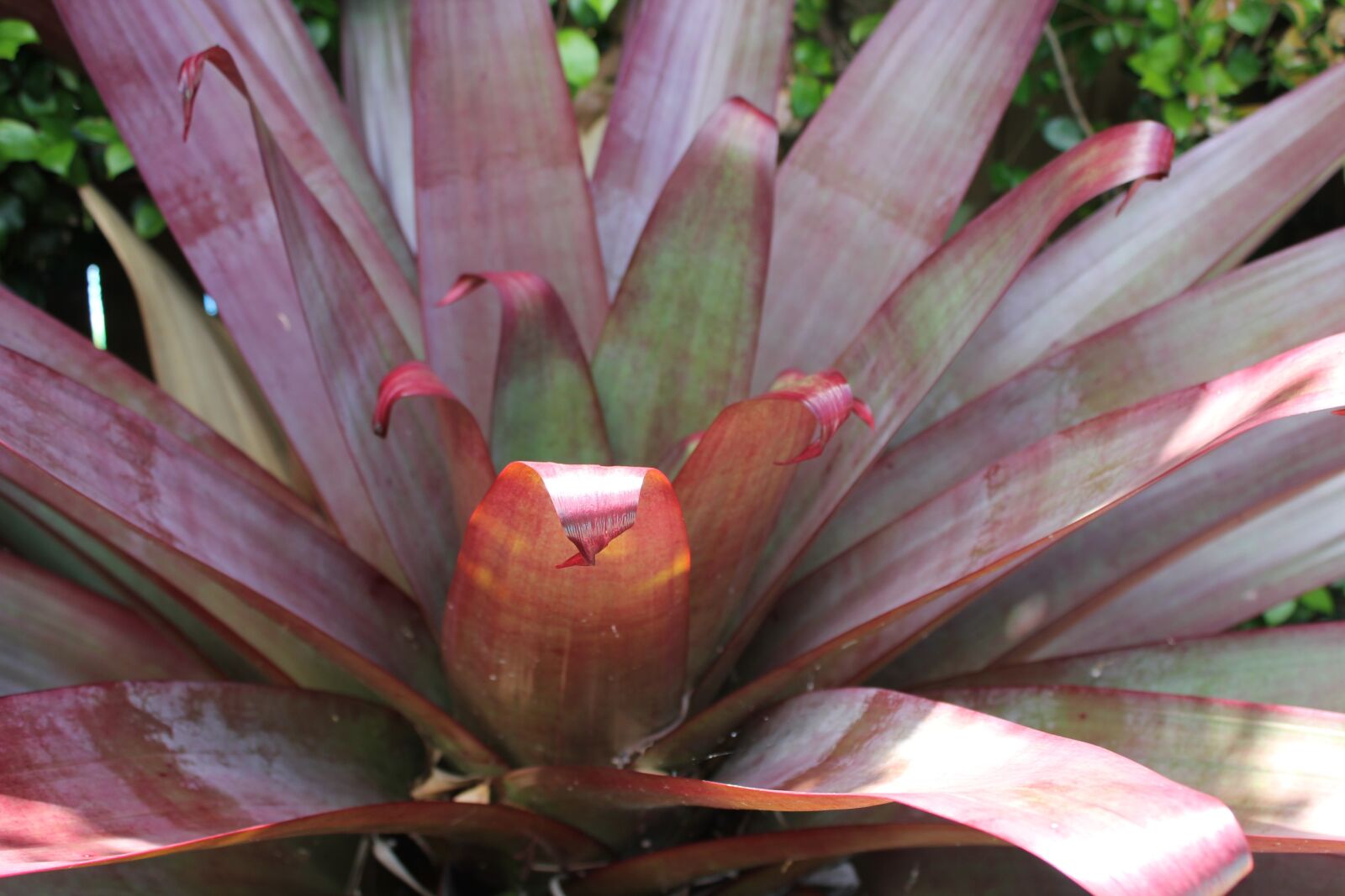 Canon EOS 550D (EOS Rebel T2i / EOS Kiss X4) sample photo. Succulent, tropical, plant photography