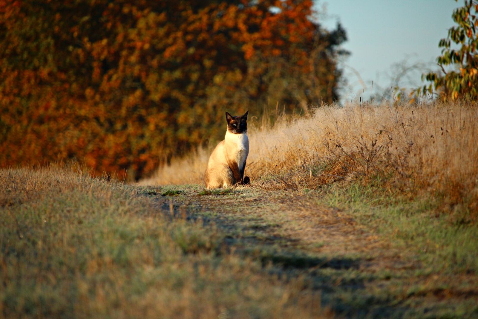 Canon EOS 100D (EOS Rebel SL1 / EOS Kiss X7) sample photo. Cat, mieze, kitten photography