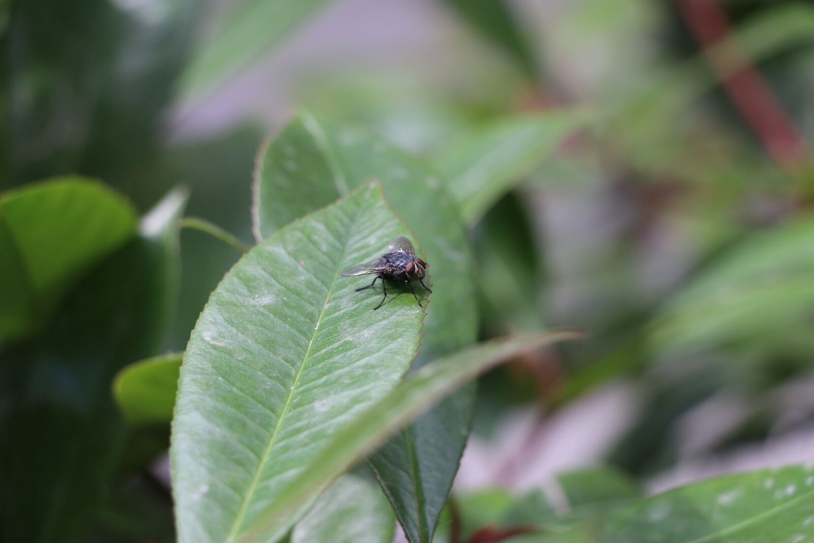 Canon EOS 70D sample photo. Nature, animal, green photography