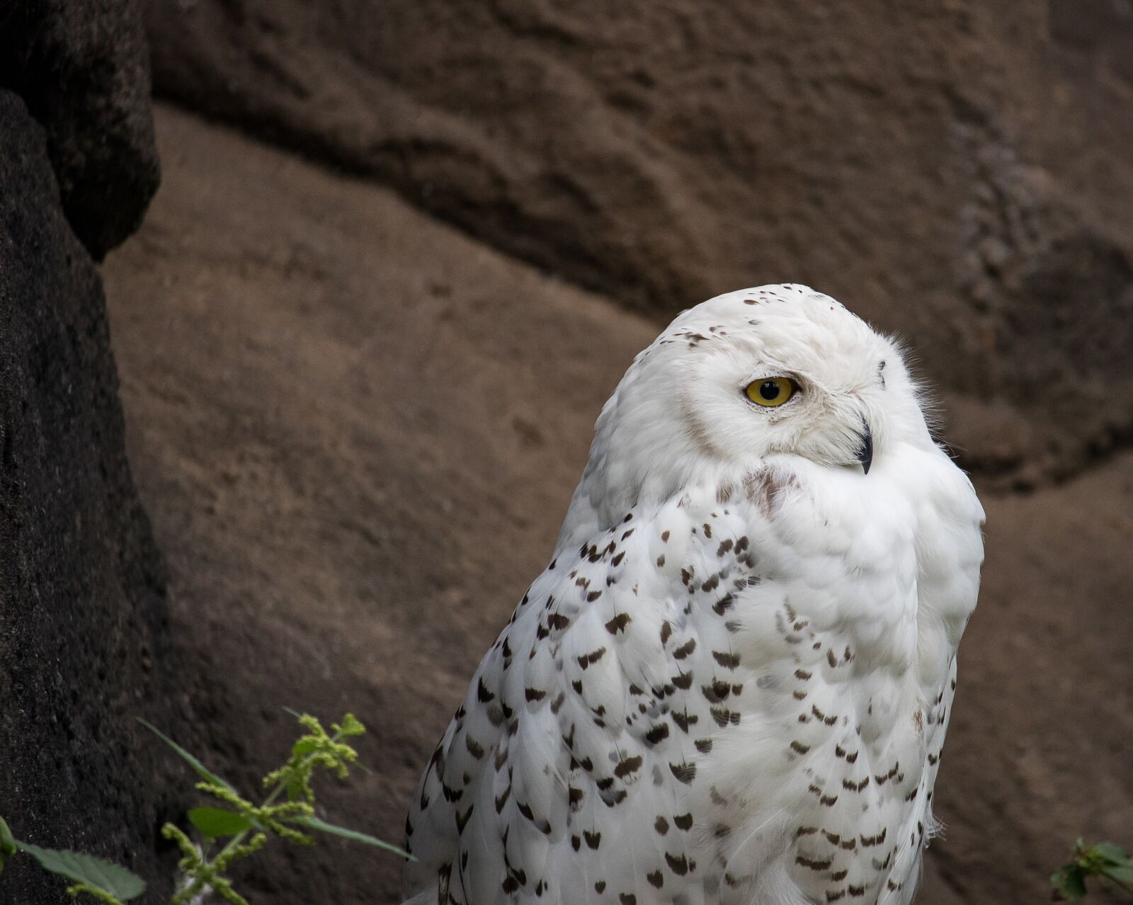 Canon EF-S 55-250mm F4-5.6 IS STM sample photo. Snowy owl, owl, bird photography