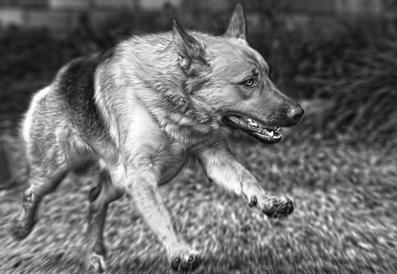 Canon EOS 6D sample photo. Dog, run, animal photography