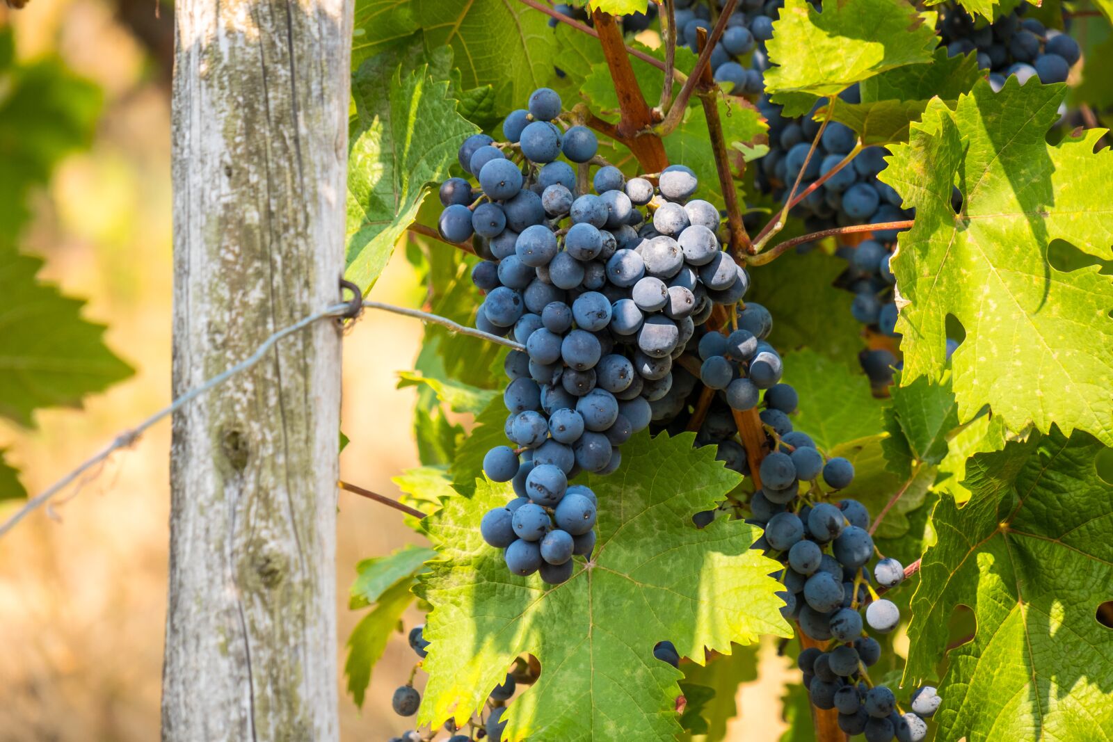 Canon PowerShot G3 X sample photo. Wine, vine, grape photography