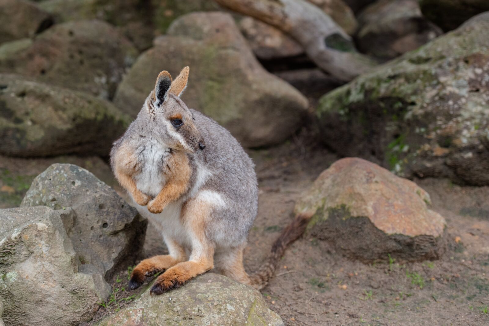 Nikon D750 sample photo. Yellow-footed rock-wallaby, wallaby, macropod photography