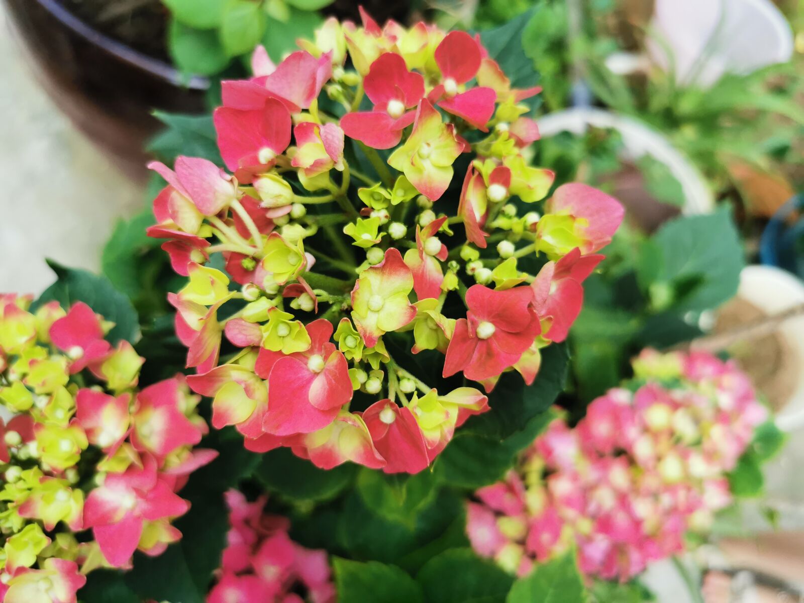 HUAWEI P30 sample photo. Flowers, red flowers, pistil photography