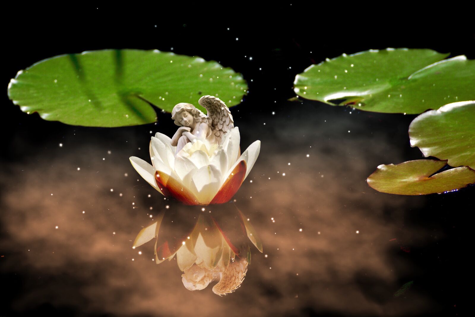 Sony DT 55-300mm F4.5-5.6 SAM sample photo. Angel, water lily, white photography