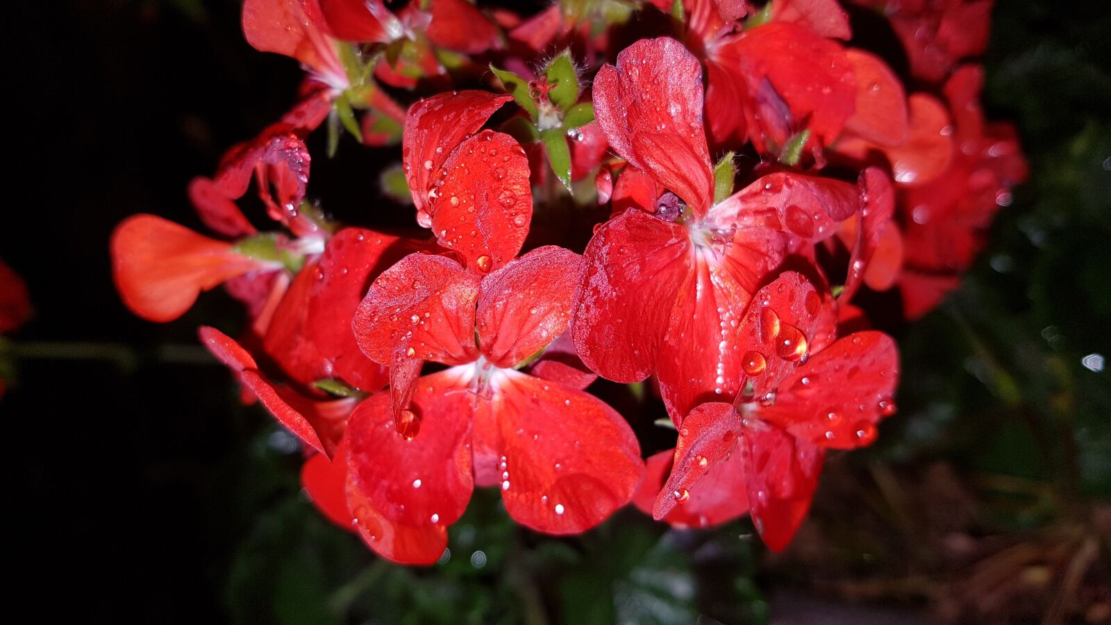 Samsung Galaxy S7 sample photo. A red flower, flowers photography