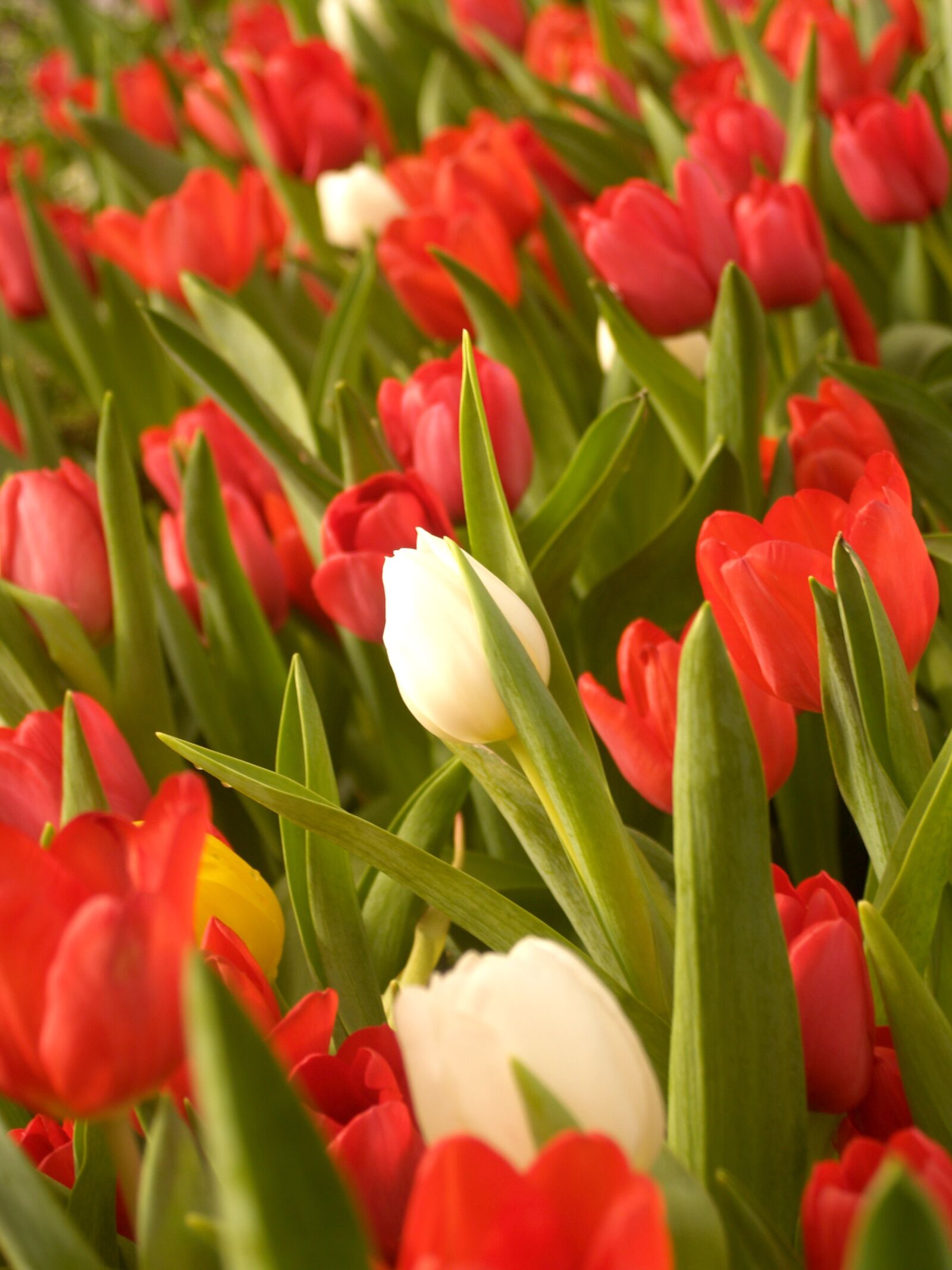 Olympus E-300 (EVOLT E-300) sample photo. Flower, tulip, holland photography