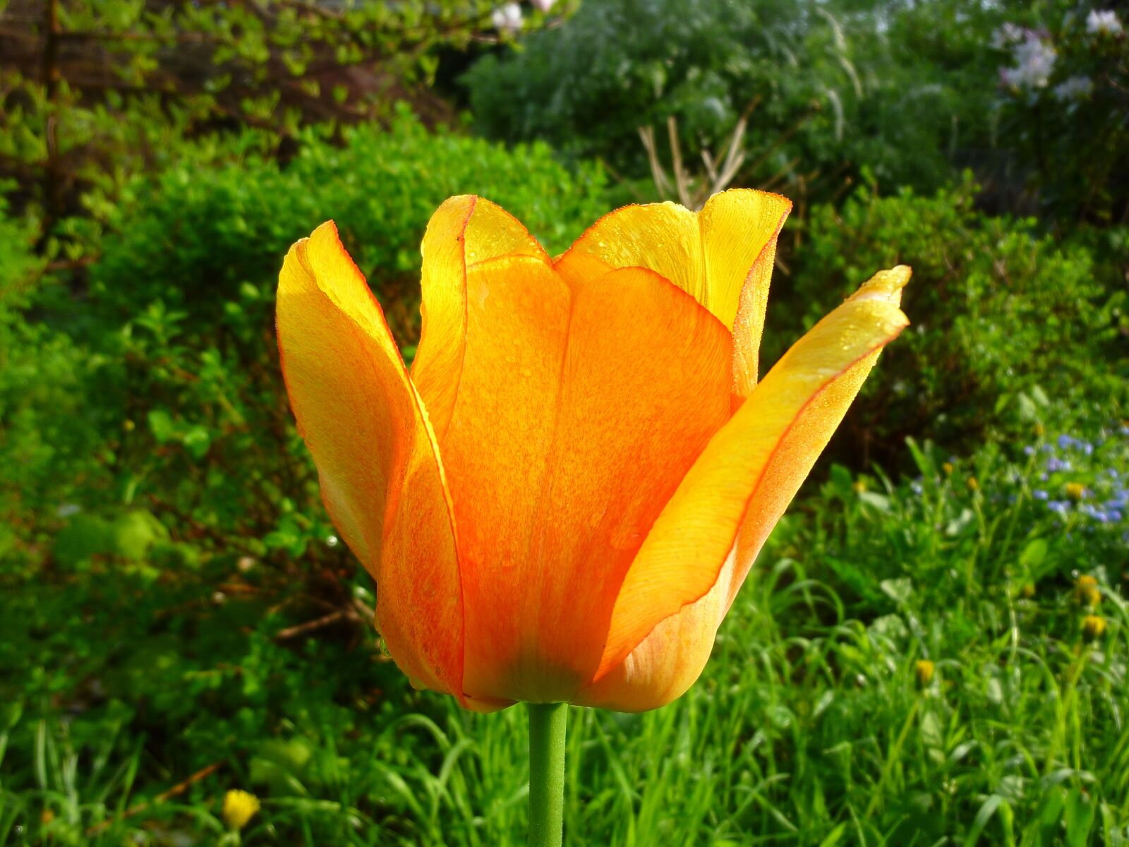 Panasonic DMC-ZX1 sample photo. Tulip, spring, nature photography