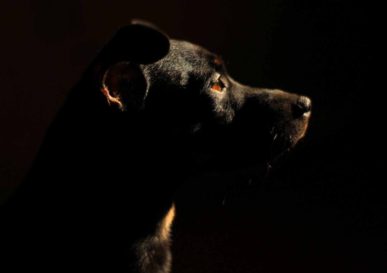 Canon EOS 1200D (EOS Rebel T5 / EOS Kiss X70 / EOS Hi) sample photo. Dog, each, pet photography