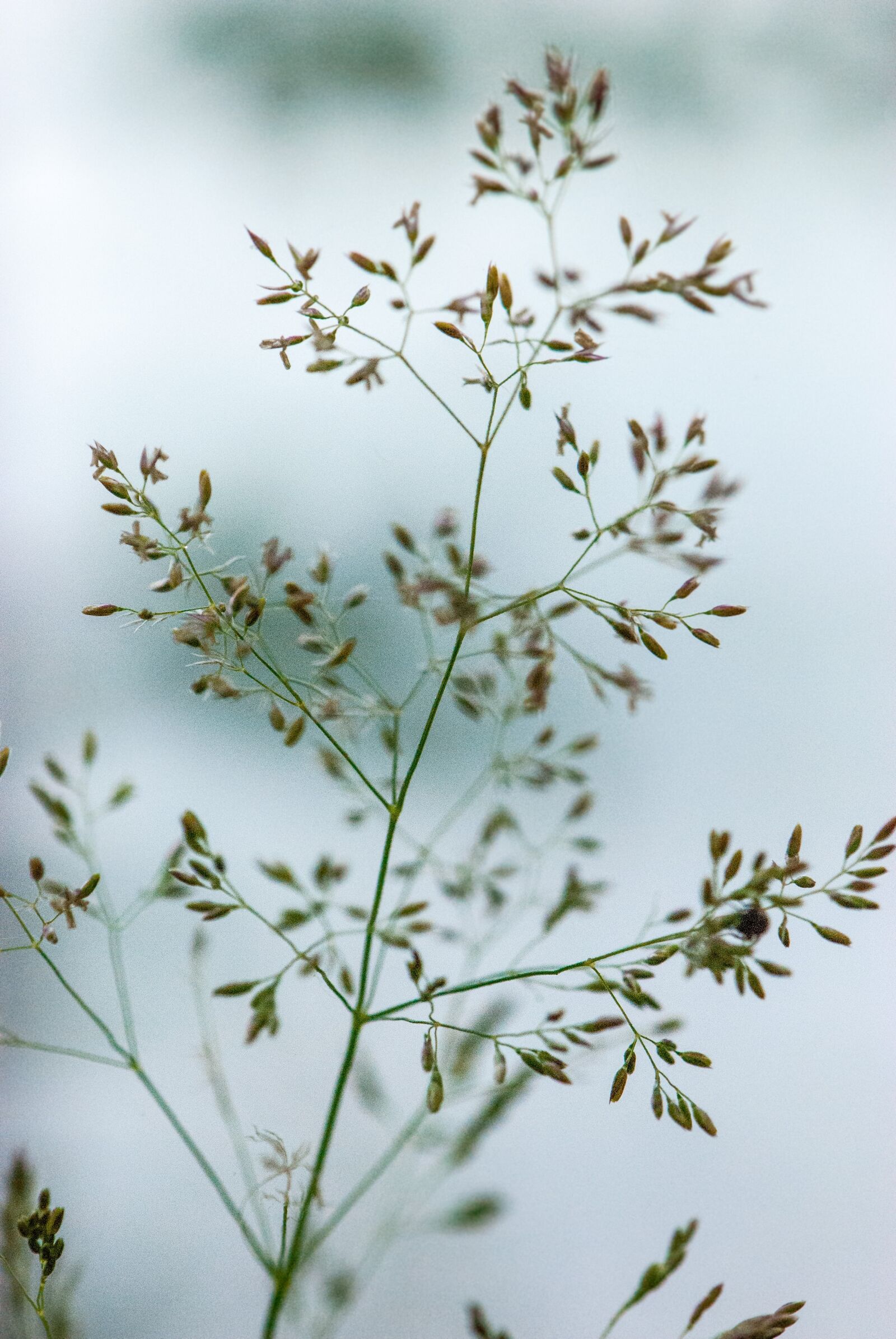 Nikon D80 sample photo. Blade of grass, grass photography