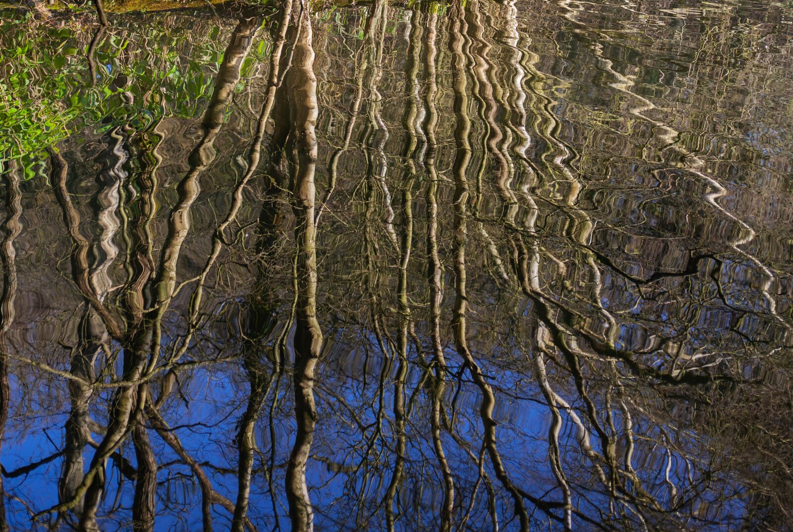 Canon EOS 5D Mark II sample photo. Tree reflection, reflection, nature photography