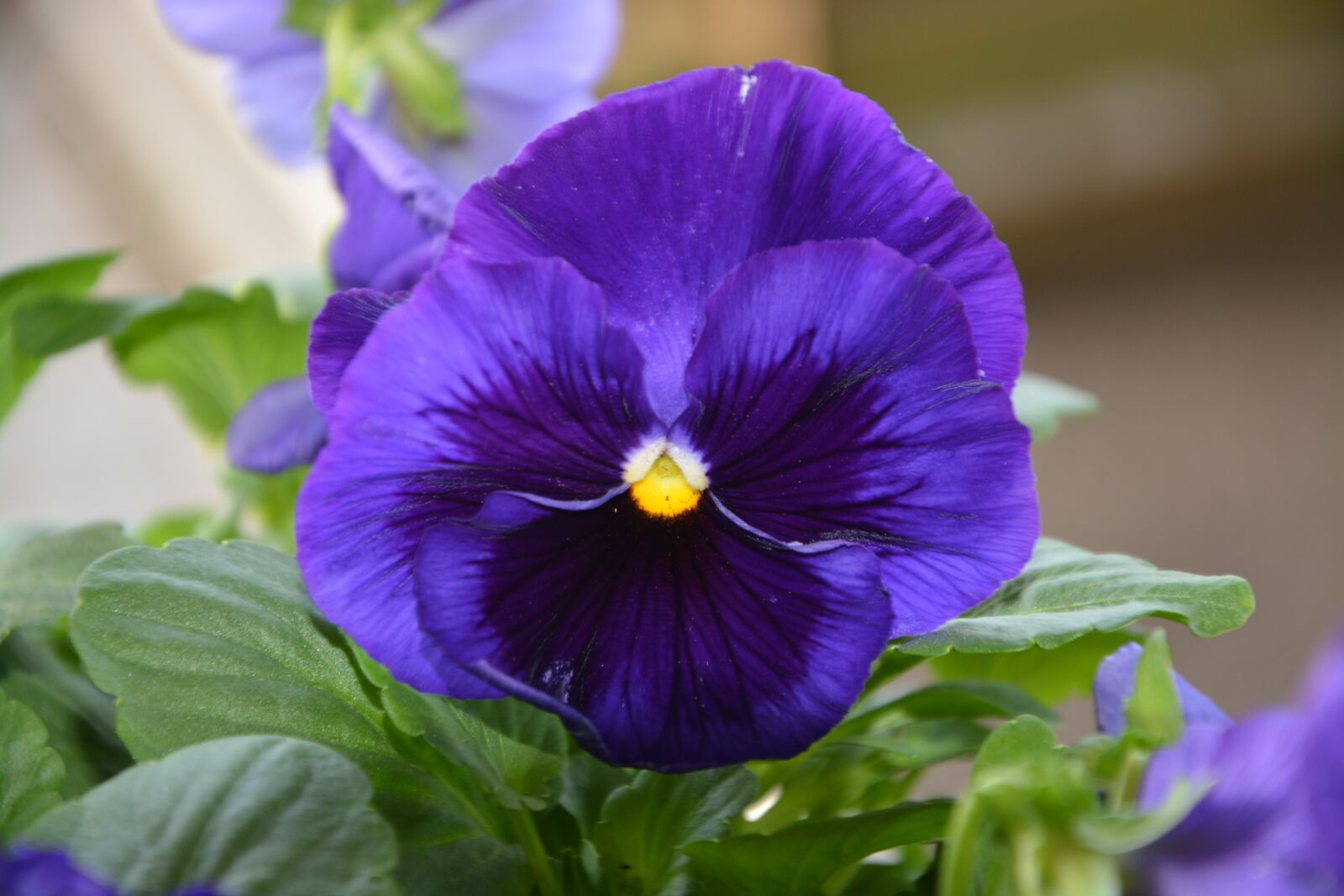 Nikon D5200 sample photo. Flower thought, color blue photography