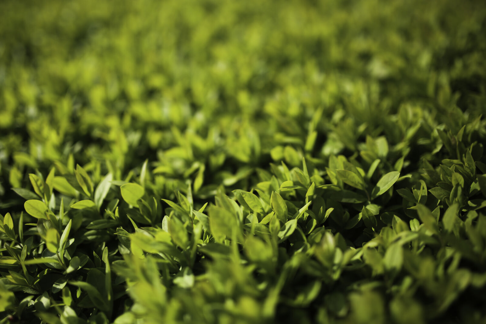Canon EOS 6D + Sigma 35mm F1.4 DG HSM Art sample photo. Green, leaves, privet, ligustrum photography