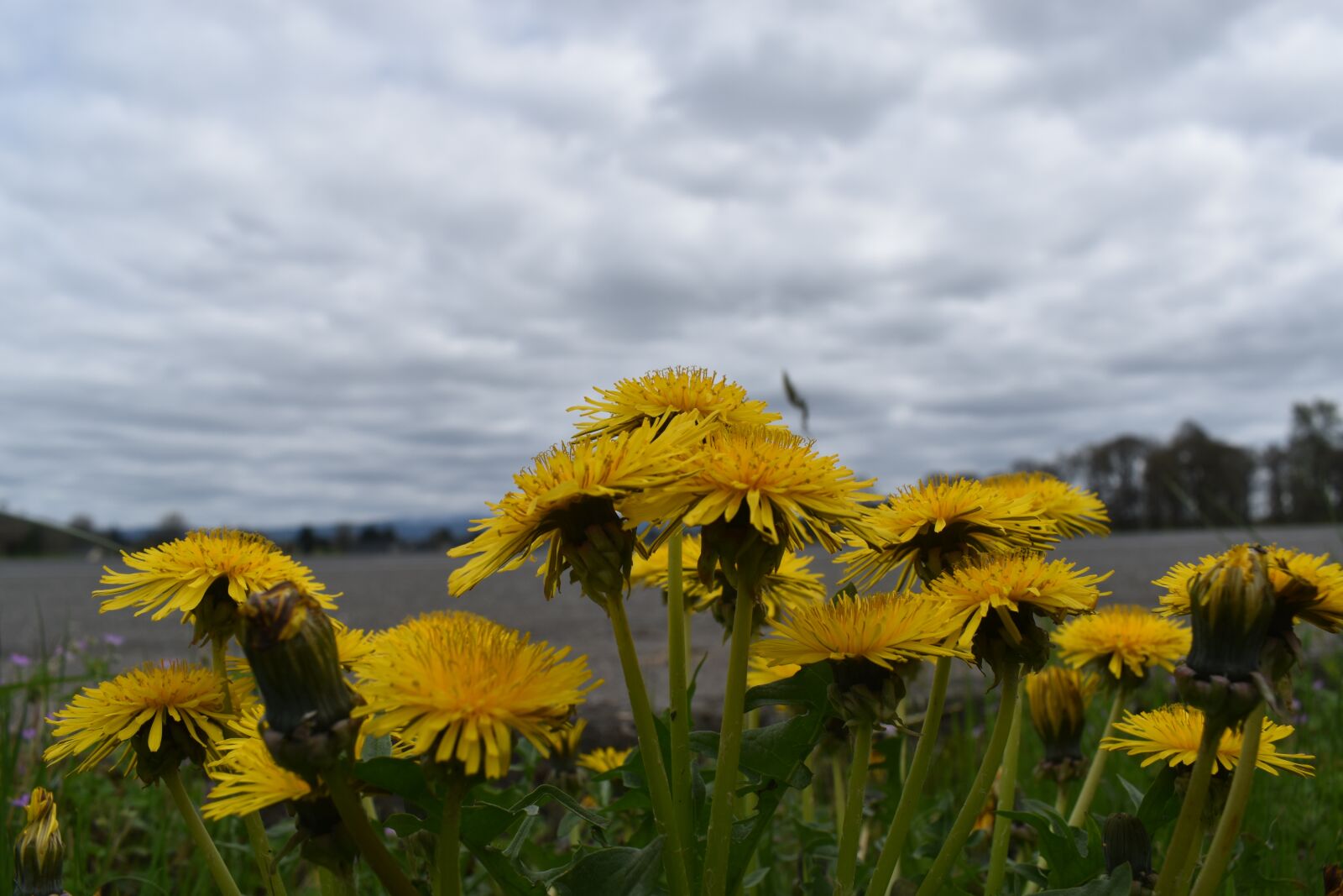 Nikon D3500 sample photo. Flowers, dandelion, nature photography