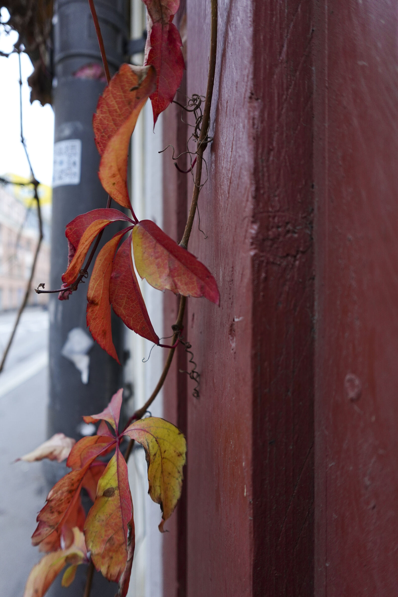 Sony ZV-1F sample photo. Leaves of the autumn photography