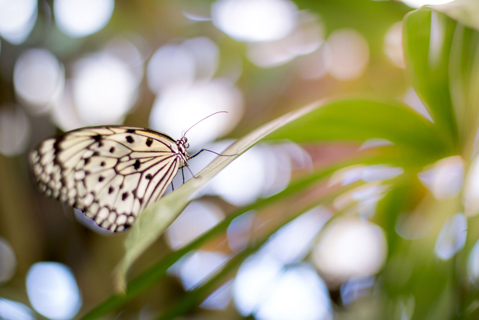 Canon EOS 70D + Canon EF 50mm F1.4 USM sample photo. Nature, animal, insect, butterfly photography