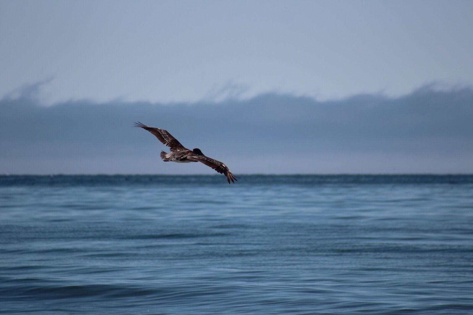 Canon EF 75-300mm f/4-5.6 USM sample photo. Pismo beach, california, usa photography