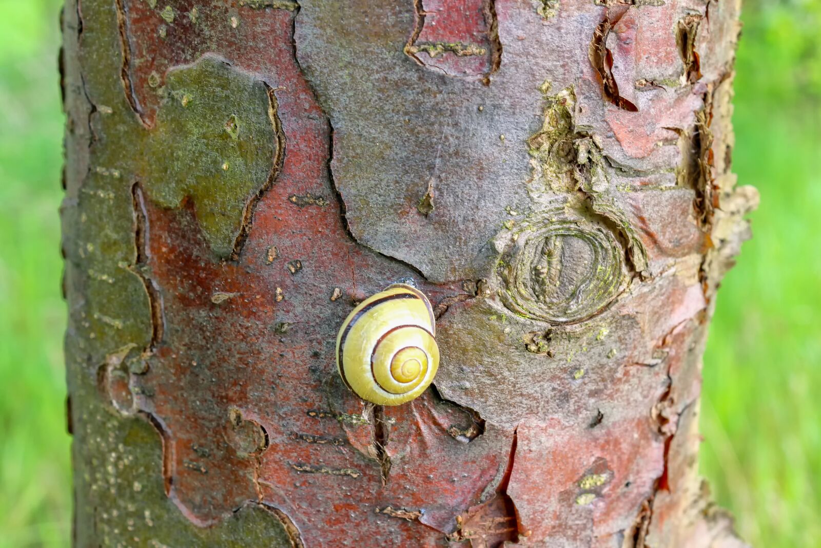 Canon EOS 650D (EOS Rebel T4i / EOS Kiss X6i) sample photo. Nature, plant, tree photography