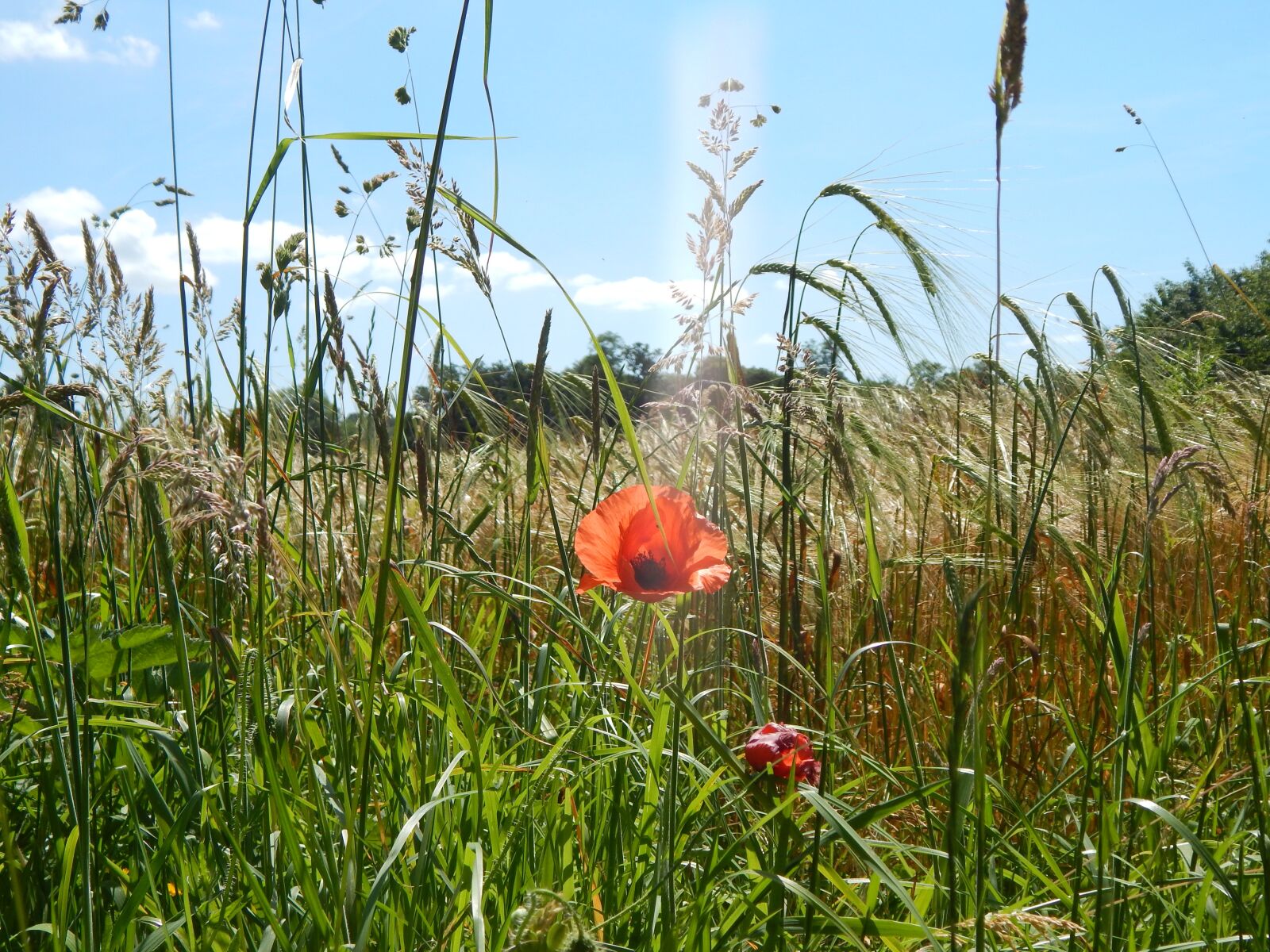 Nikon Coolpix L820 sample photo. Poppies, uk, summer photography