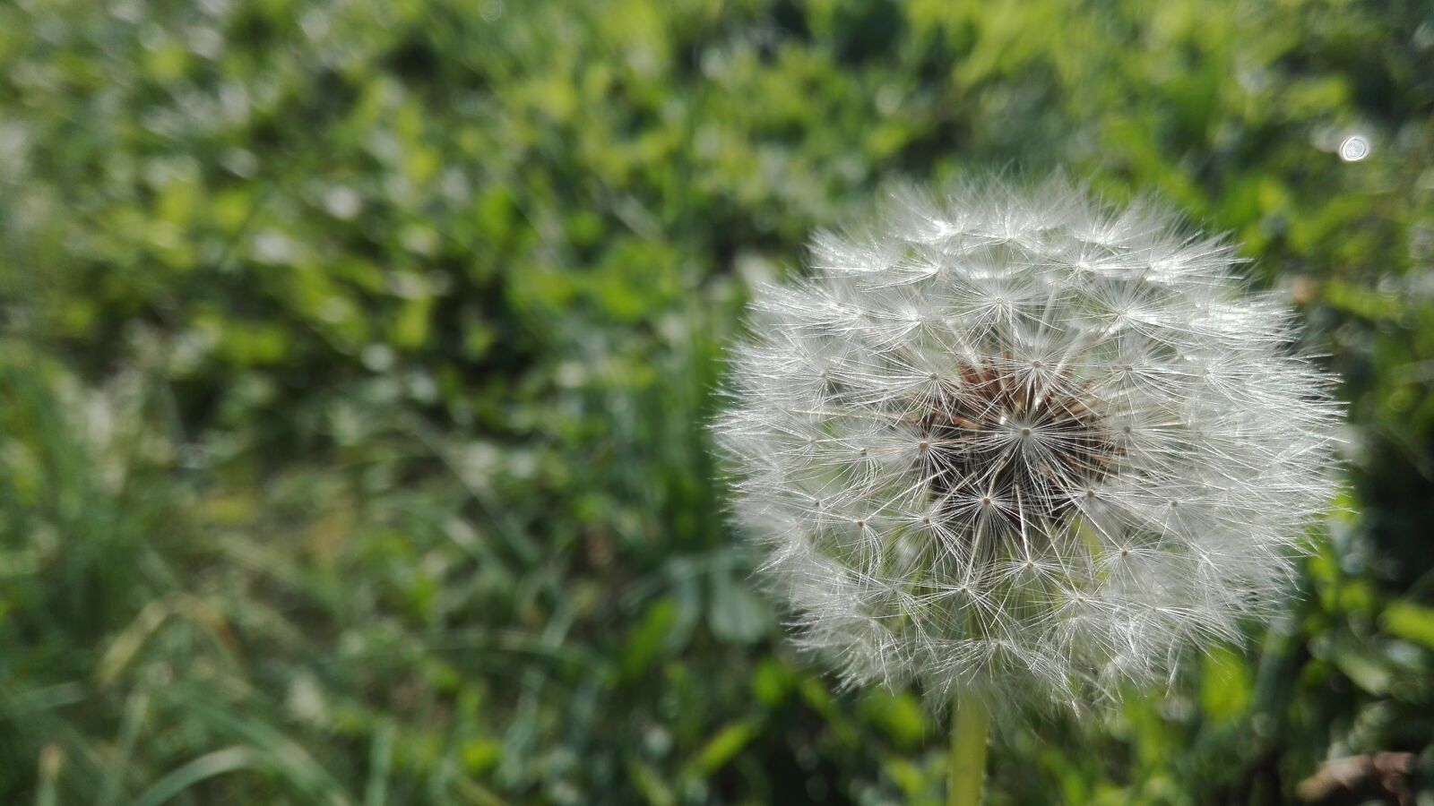 HUAWEI P8 Lite sample photo. Grass, prato, green photography