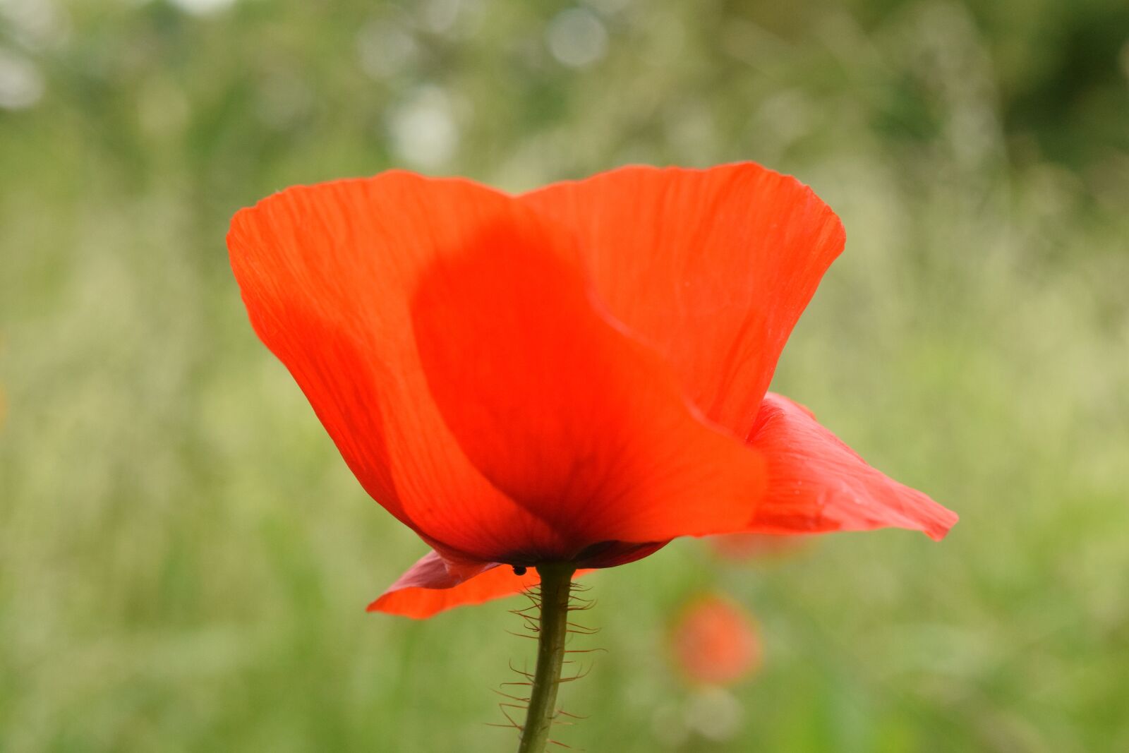 Nikon D3300 sample photo. Poppy, poppy flower, close photography