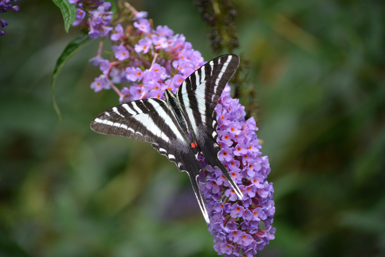 Nikon D5200 sample photo. Flower, nature, flora photography