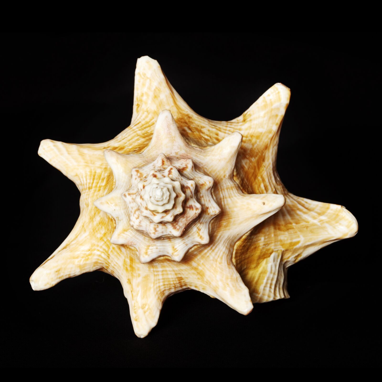 Canon EOS 5D Mark II sample photo. Shell, sea, underwater world photography