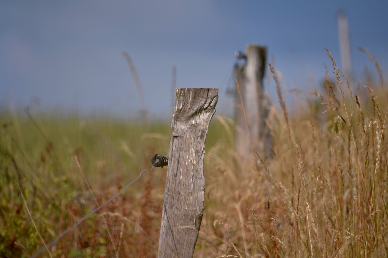 Nikon D3100 sample photo. Nature, grass, meadow photography