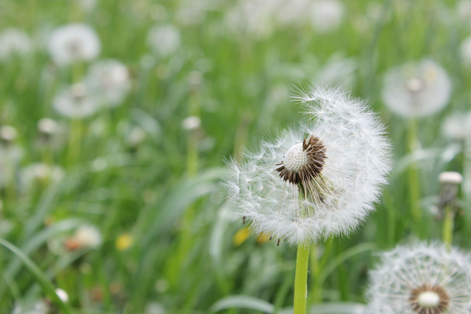 Canon EOS 600D (Rebel EOS T3i / EOS Kiss X5) sample photo. Meadow, green, grass photography