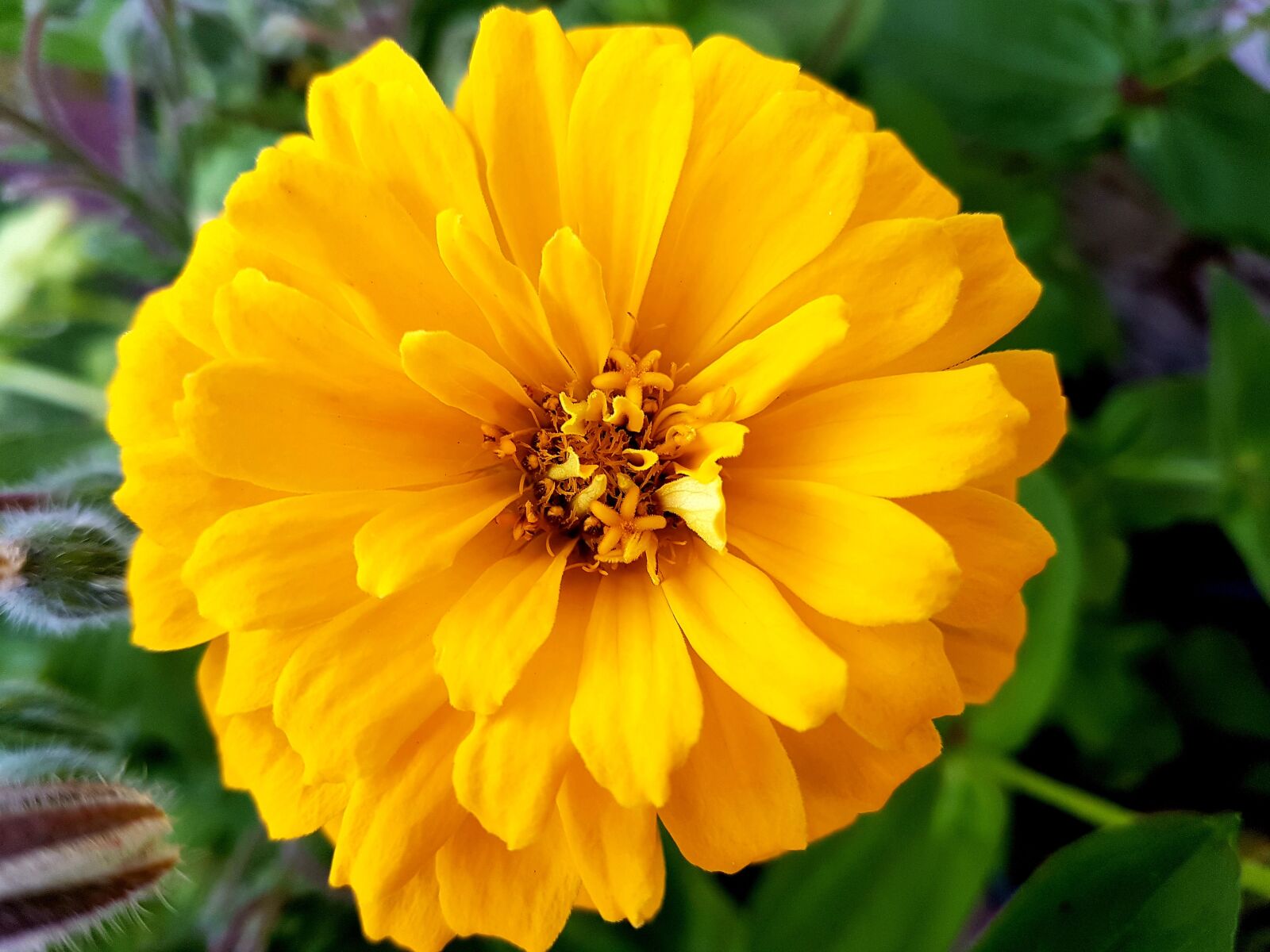 Samsung Galaxy S7 Edge sample photo. Flower, bloom, summer photography